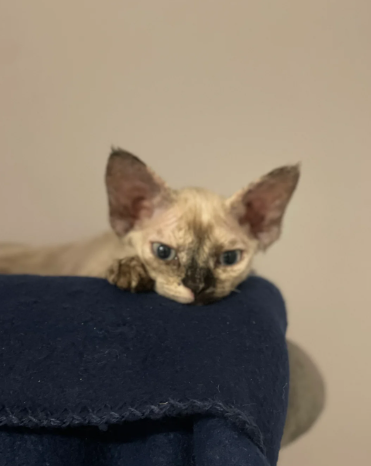 Amazing Devon rex Female👧 available