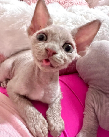 Beautiful lilac kittens 3 boys left!!!