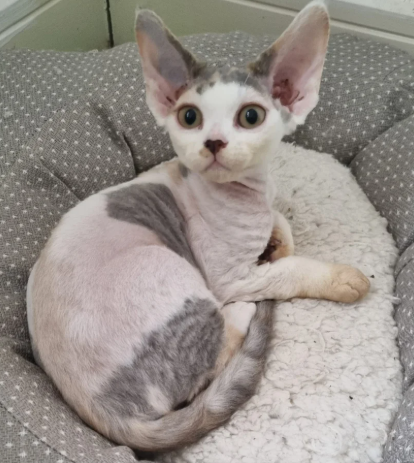 Adorable Devon rex kittens