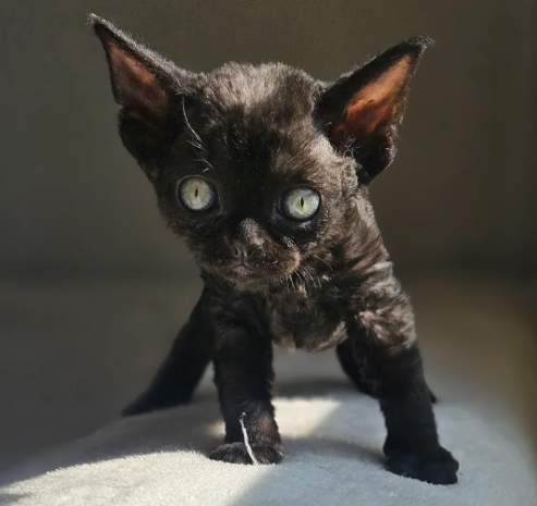 Lovely devon rex kittens