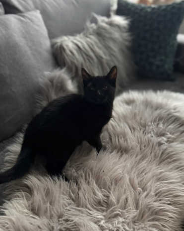 TICA REGISTERED RARE MARBLE SMOKE EGYPTIAN MAU