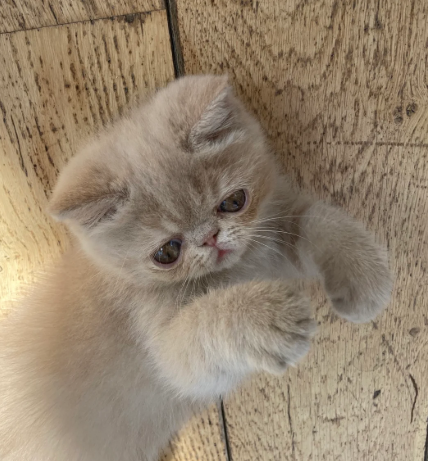Beautiful Exotic Kittens