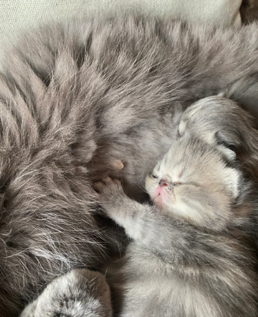 BABIES HAVE ARRIVED PKD FREE HEALTHY BABIES