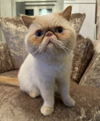 Exotic Cat - 3 Years old