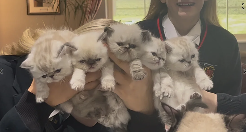 exotic shorthair female kittens