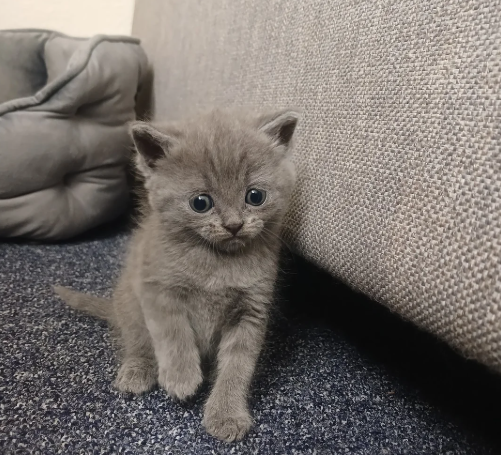 𝔹𝕖𝕒𝕦𝕥𝕚𝕗𝕦𝕝 𝕜𝕚𝕥𝕥𝕖𝕟𝕤