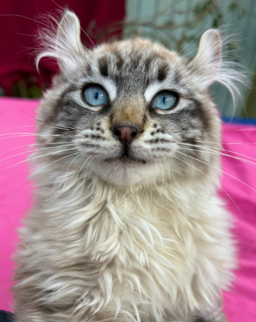 Awesome polydactyl curled eared Keetso boys