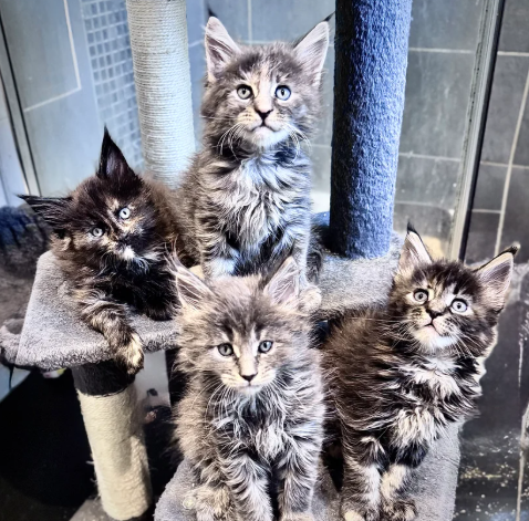 4 beautiful Maine Coon kittens