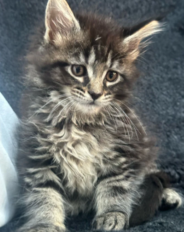 Stunning Mainecoon Kittens