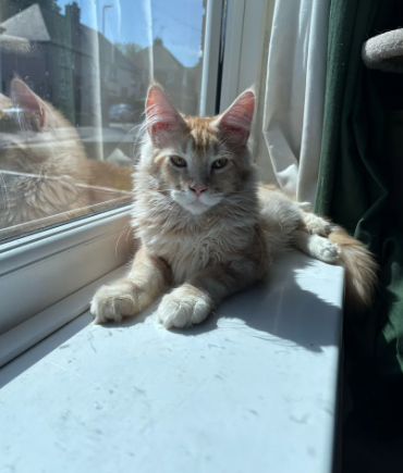 Gccf registered Pedigree Maine Coon kitten