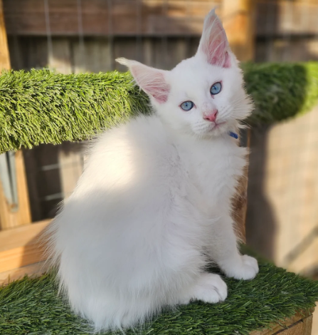 Reduced Ready to leave now TICA maine coon kittens