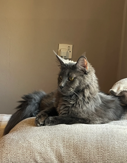 Gorgeous blue Maine coon kittens