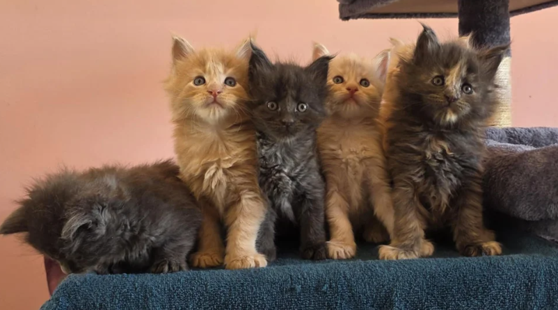 Pure Breed Maine Coon