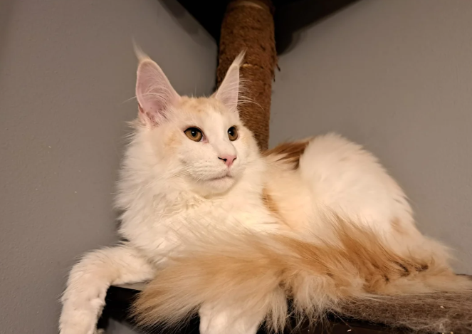 Giant Maine Coon Boys For Sale Available Now!