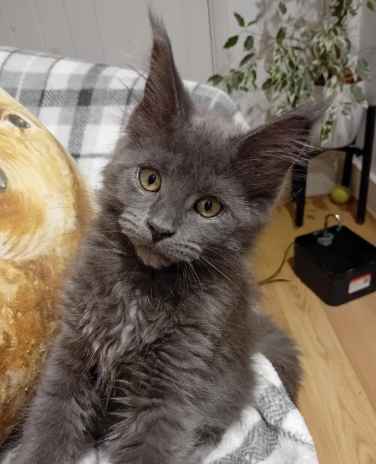 Maine Coon Kitten Blue Russian Championship Blood