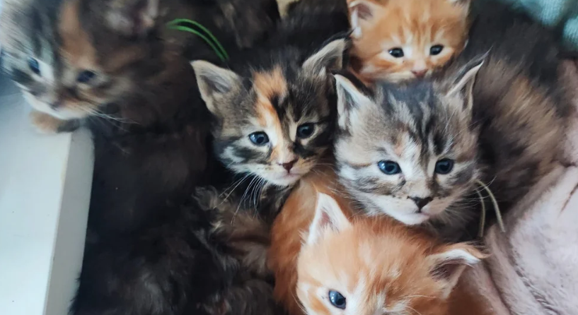 Pure breed XXL Maine Coon