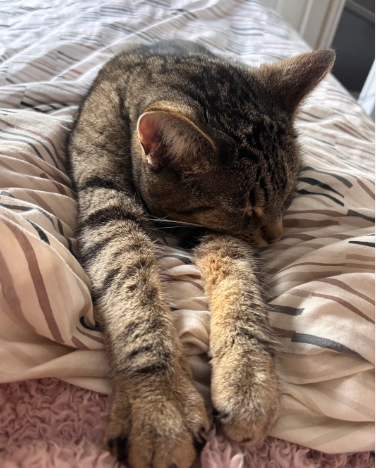Rehoming Bella due to move abroad