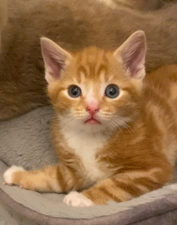 Ready to go today. Beautiful ginger kittens.