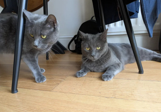 Friendly female cats looking for new home