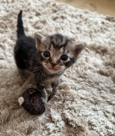 3 beautiful mixed breed kittens