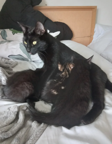 Two beautiful black kittens for sale