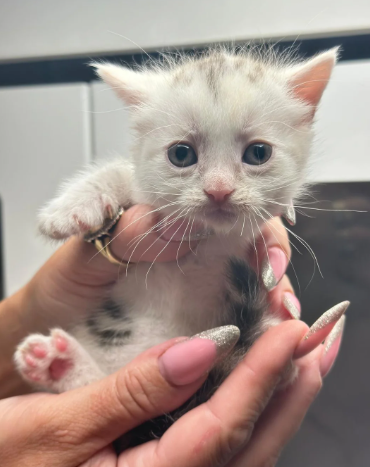 Munchkin bominant odd and blue eyes extremely shor