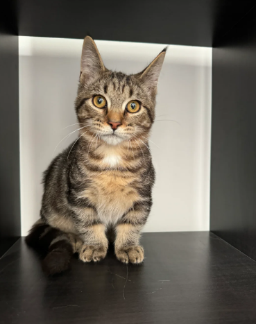 Munchkin Cat looking for new home