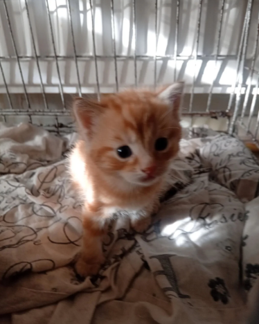 Two adorable munchkin cross boys