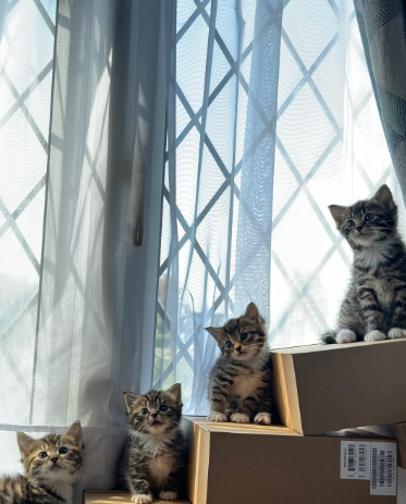 Norwegian Forest Cat Mix kittens