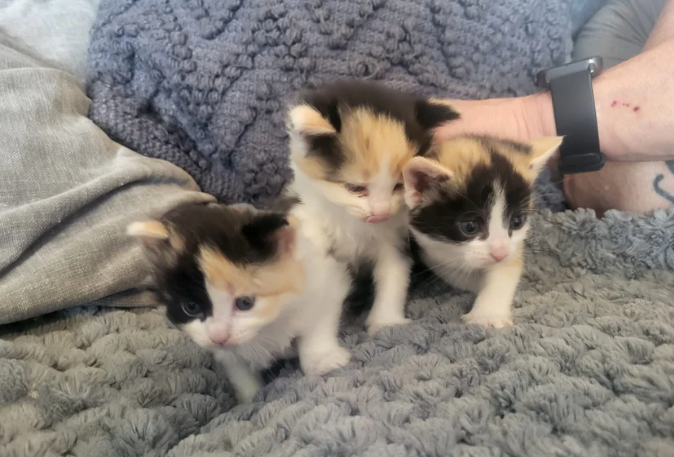 QUATER NORWEGIAN FOREST KITTENS ALL FEMALE