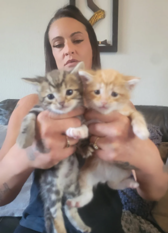 TWO MALE HALF NORWEGIAN FOREST KITTENS