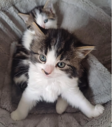 🔥Male fluffy chubby kitten🔥