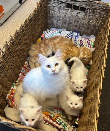 Norwegian Forest Cat Kittens
