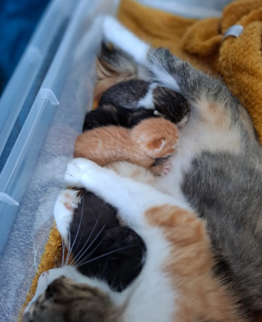 Norwegian forest cat mix