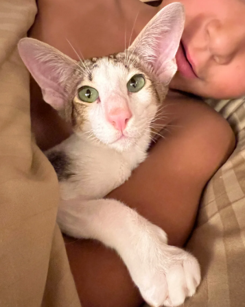 Oriental Bicolour boy