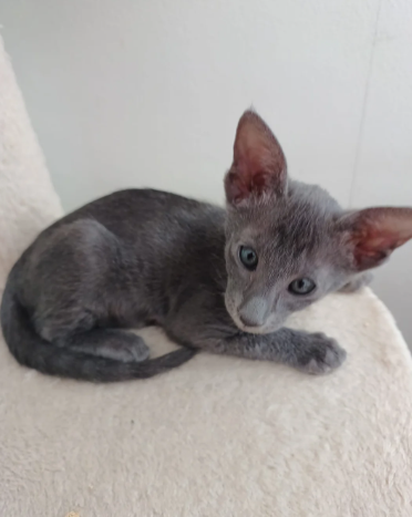 Attractive Oriental Blue girl