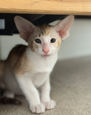 Registered Oriental shorthair kittens