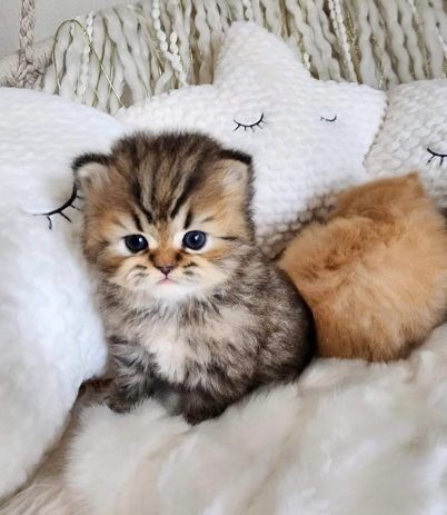 CHINCHILLA PERSIAN