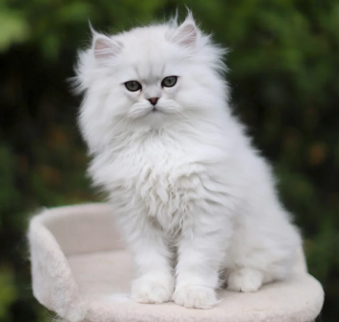 Stunning Chinchilla Persian Kittens