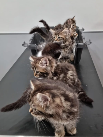 Beautiful kittens for sale