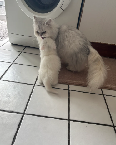 Persian kittens for sale