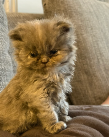 Stunning Persian kittens