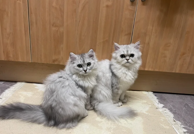 Persian chinchilla