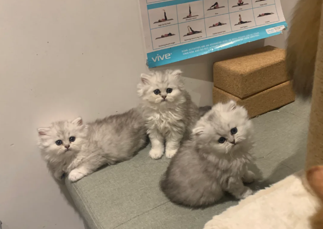 3 x beautiful persian kittens