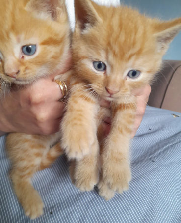 Gorgeous Raggamuffin X kittens