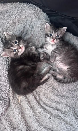 Ragdoll cross Maine coon kittens