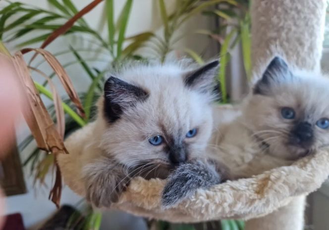 5 Stunning Female Ragdolls 💗 ( Half Pedigree)