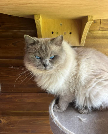 Retired Adult male ragdoll
