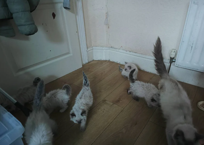 1 purebred ragdoll cats for sale