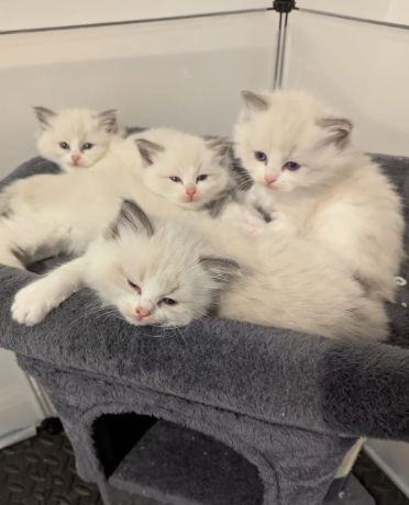 4 adorable ragdoll kittens - 2 girls 2 boys